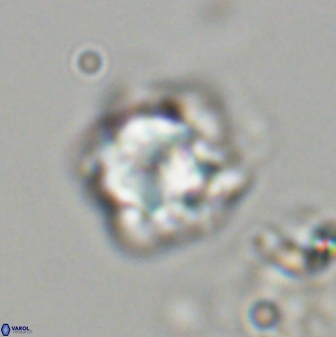 Olladiscoaster vestigium 31625