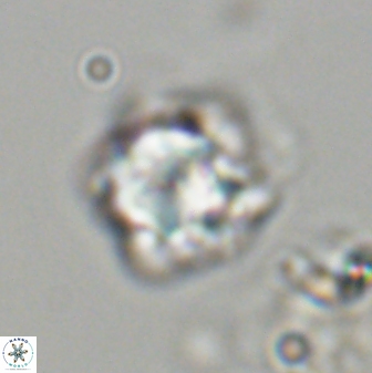 Olladiscoaster vestigium 31625