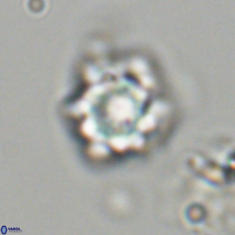 Olladiscoaster vestigium 31627