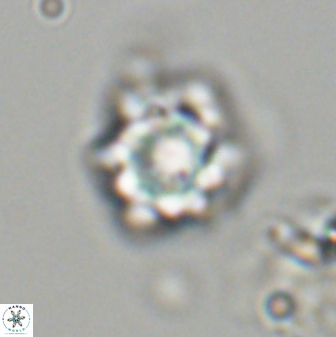 Olladiscoaster vestigium 31627
