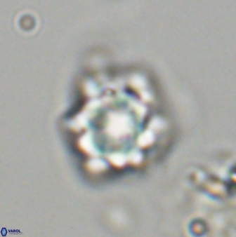 Olladiscoaster vestigium 31628