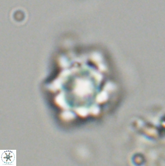 Olladiscoaster vestigium 31628