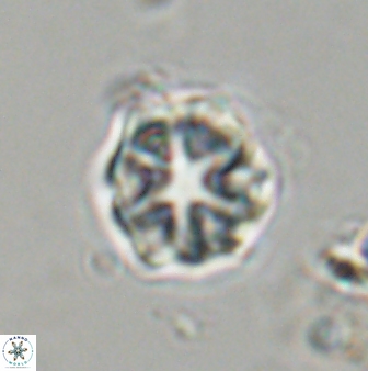Olladiscoaster vestigium 31629