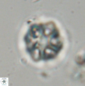 Olladiscoaster vestigium 31630