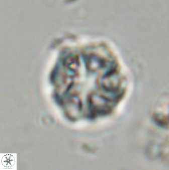 Olladiscoaster vestigium 31631
