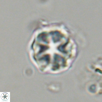 Olladiscoaster vestigium 31632