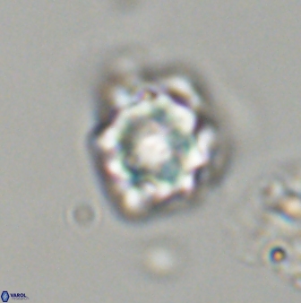 Olladiscoaster vestigium 31633