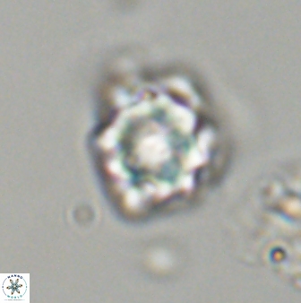 Olladiscoaster vestigium 31633