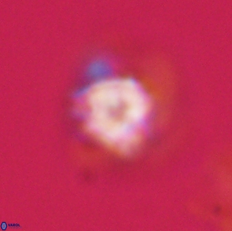 Olladiscoaster vestigium 31634