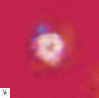 Olladiscoaster vestigium 31634
