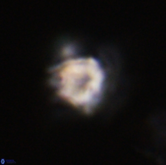 Olladiscoaster vestigium 31635