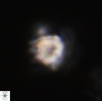 Olladiscoaster vestigium 31635