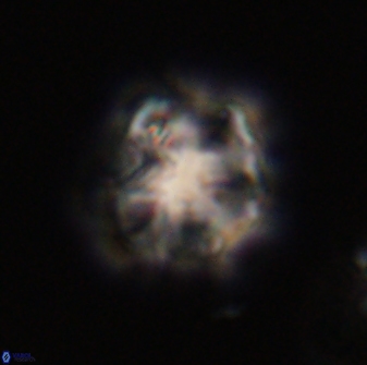 Olladiscoaster vestigium 31637