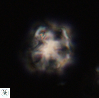 Olladiscoaster vestigium 31637
