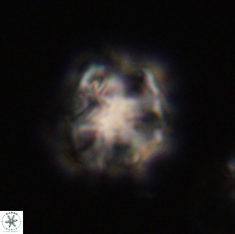 Olladiscoaster vestigium 31638