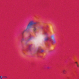 Olladiscoaster vestigium 31640