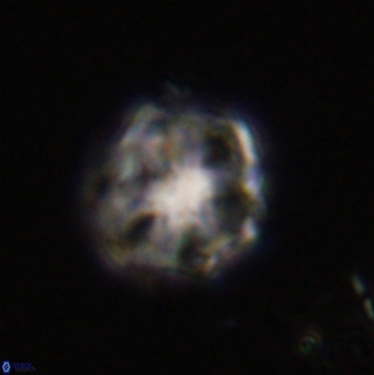 Olladiscoaster vestigium 31641