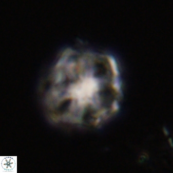 Olladiscoaster vestigium 31641