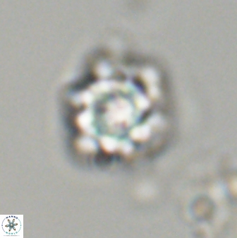 Olladiscoaster vestigium 31642