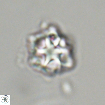Olladiscoaster vestigium 31645