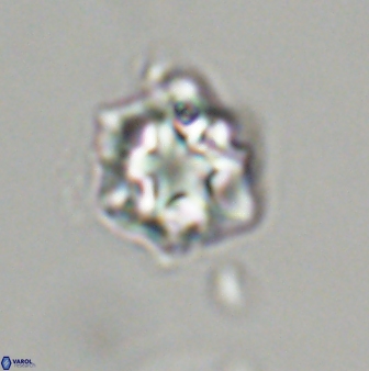 Olladiscoaster vestigium 31646