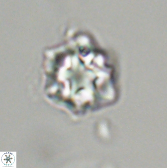 Olladiscoaster vestigium 31646