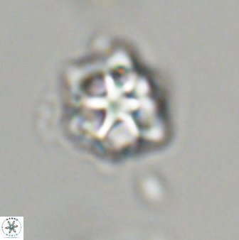 Olladiscoaster vestigium 31647