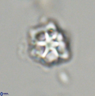 Olladiscoaster vestigium 31648