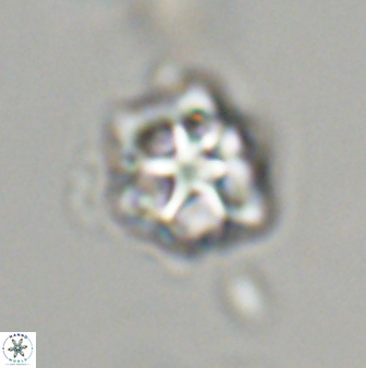 Olladiscoaster vestigium 31648