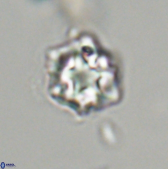 Olladiscoaster vestigium 31649