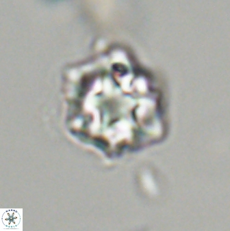 Olladiscoaster vestigium 31649