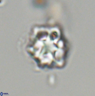 Olladiscoaster vestigium 31650