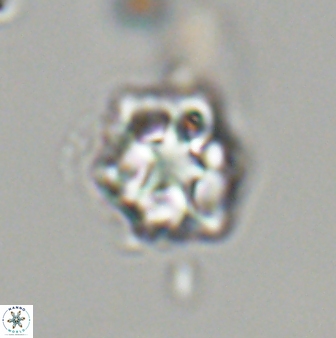 Olladiscoaster vestigium 31650