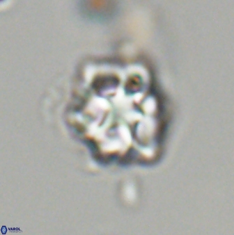 Olladiscoaster vestigium 31651