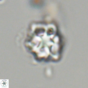 Olladiscoaster vestigium 31651