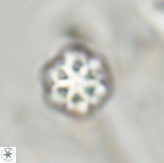 Olladiscoaster zucciae 32033