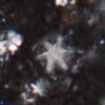 Olladiscoaster asterilithos 29575