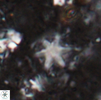 Olladiscoaster asterilithos 29575