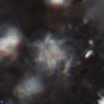 Olladiscoaster asterilithos 29578