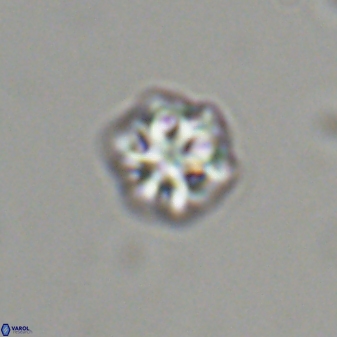 Olladiscoaster bordii 31455