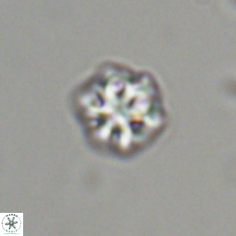 Olladiscoaster bordii 31455