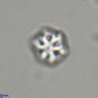 Olladiscoaster bordii 31456