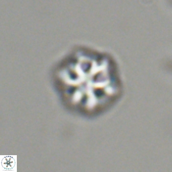 Olladiscoaster bordii 31456