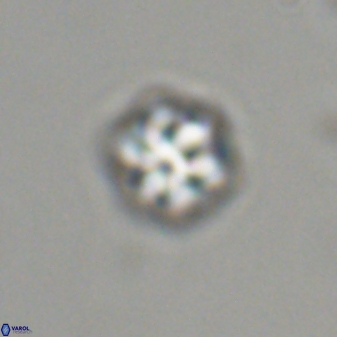 Olladiscoaster bordii 31457