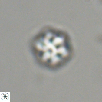 Olladiscoaster bordii 31457