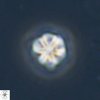Olladiscoaster bordii 31458