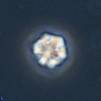 Olladiscoaster bordii 31459