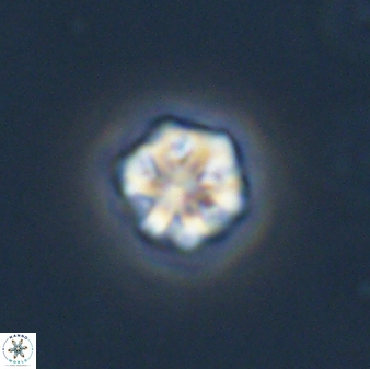Olladiscoaster bordii 31459