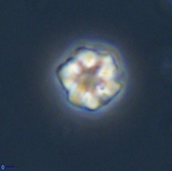 Olladiscoaster bordii 31460