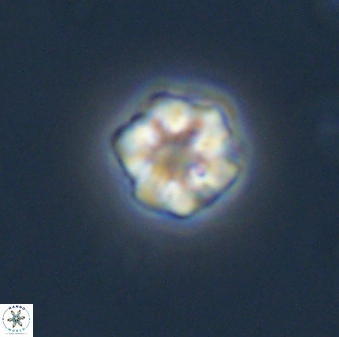 Olladiscoaster bordii 31460